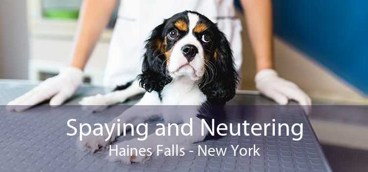 Spaying and Neutering Haines Falls - New York