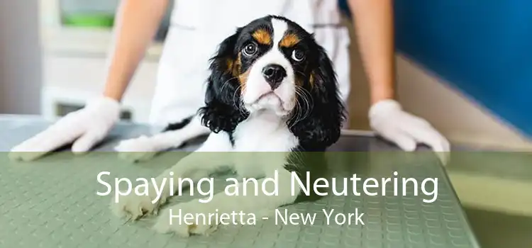 Spaying and Neutering Henrietta - New York