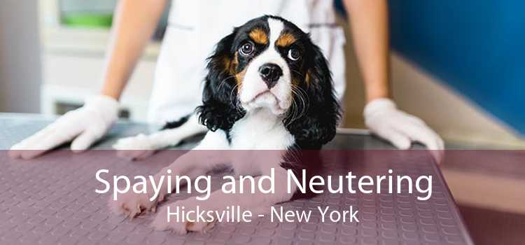 Spaying and Neutering Hicksville - New York