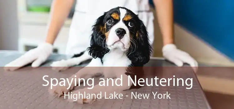 Spaying and Neutering Highland Lake - New York