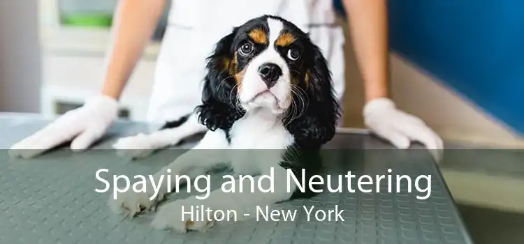 Spaying and Neutering Hilton - New York