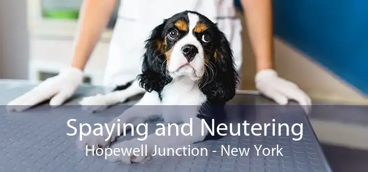 Spaying and Neutering Hopewell Junction - New York