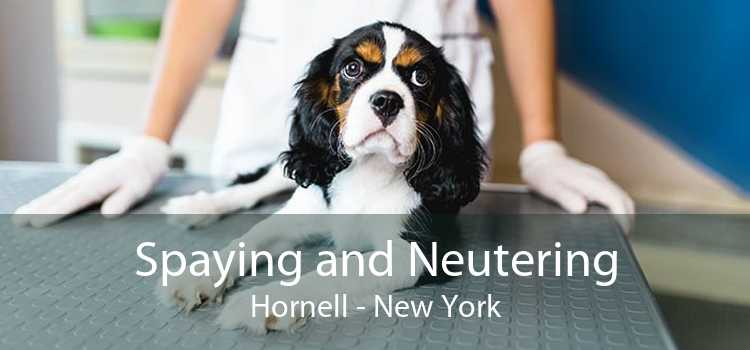 Spaying and Neutering Hornell - New York