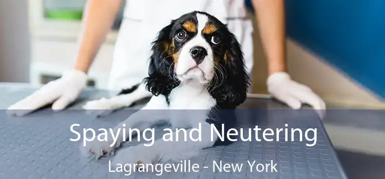 Spaying and Neutering Lagrangeville - New York