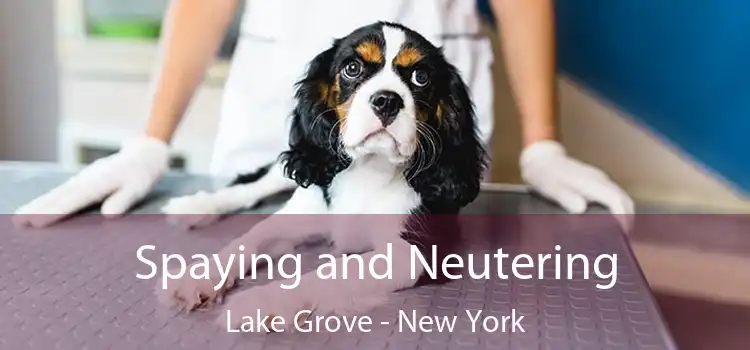 Spaying and Neutering Lake Grove - New York