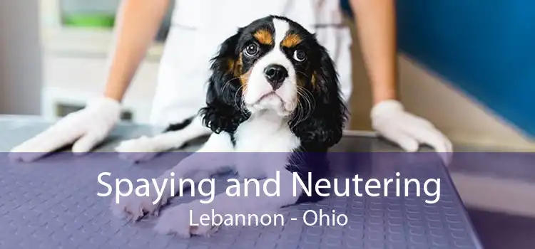 Spaying and Neutering Lebannon - Ohio