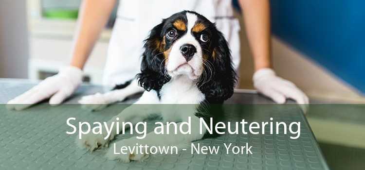 Spaying and Neutering Levittown - New York
