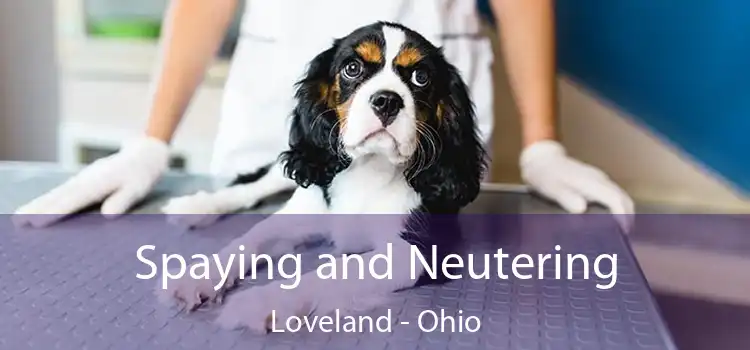 Spaying and Neutering Loveland - Ohio