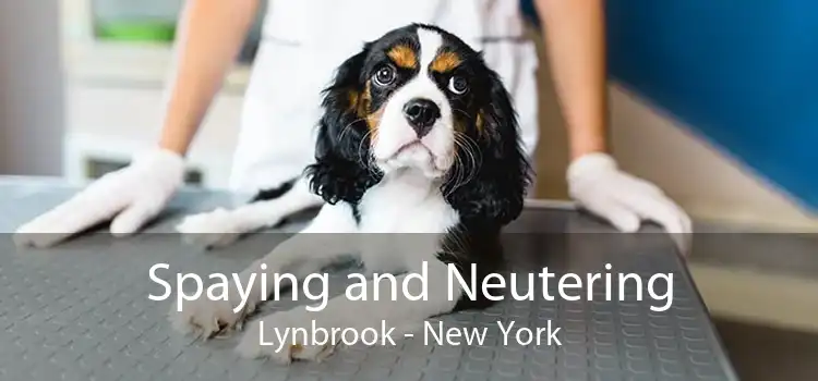 Spaying and Neutering Lynbrook - New York