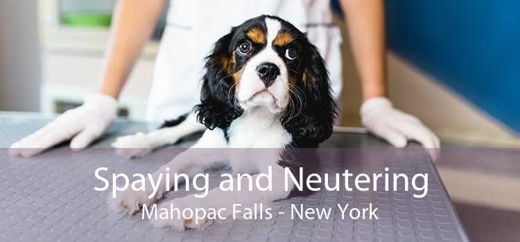 Spaying and Neutering Mahopac Falls - New York