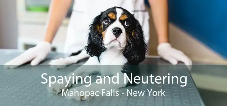 Spaying and Neutering Mahopac Falls - New York