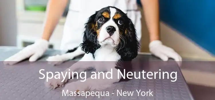 Spaying and Neutering Massapequa - New York