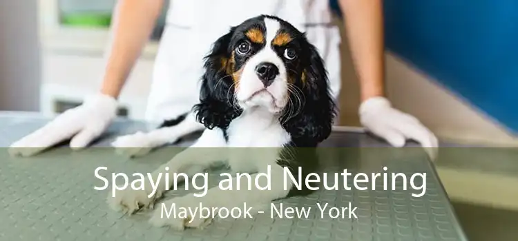 Spaying and Neutering Maybrook - New York