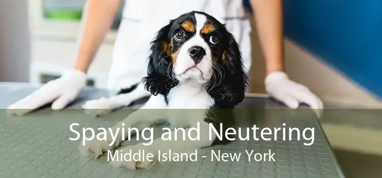 Spaying and Neutering Middle Island - New York