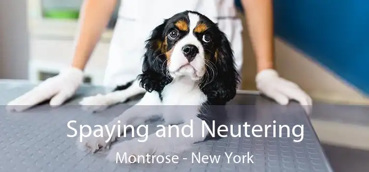 Spaying and Neutering Montrose - New York
