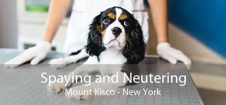 Spaying and Neutering Mount Kisco - New York