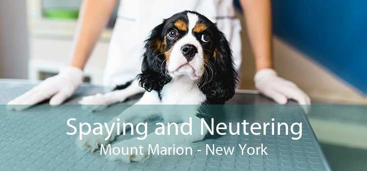 Spaying and Neutering Mount Marion - New York