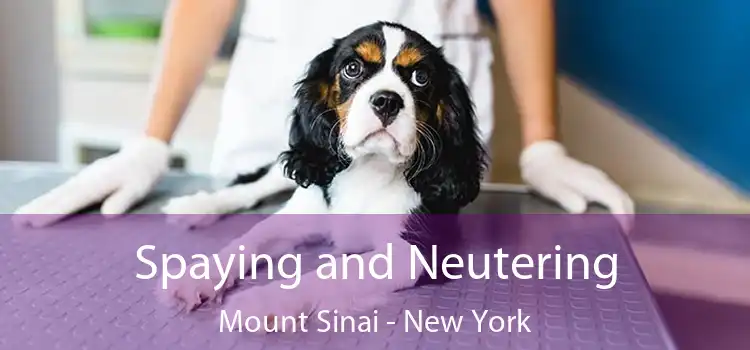 Spaying and Neutering Mount Sinai - New York