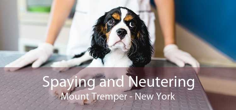 Spaying and Neutering Mount Tremper - New York