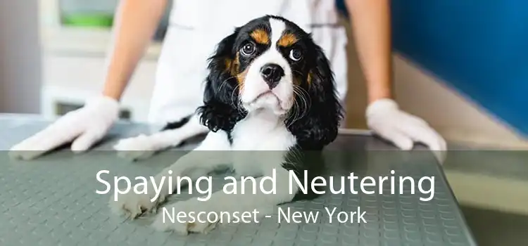 Spaying and Neutering Nesconset - New York
