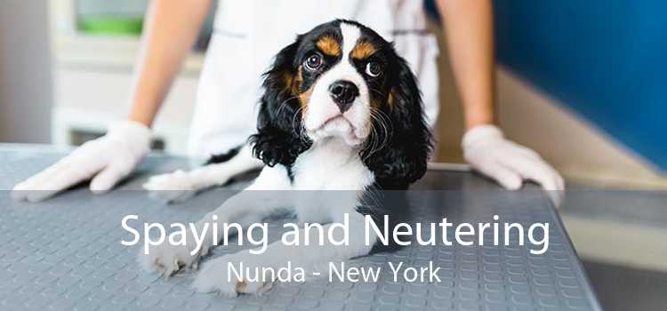 Spaying and Neutering Nunda - New York