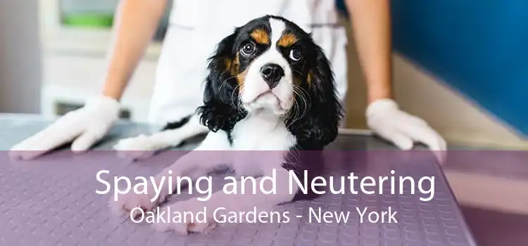 Spaying and Neutering Oakland Gardens - New York