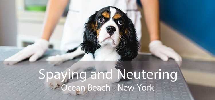 Spaying and Neutering Ocean Beach - New York