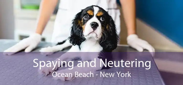 Spaying and Neutering Ocean Beach - New York