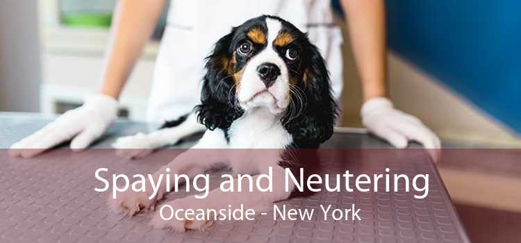 Spaying and Neutering Oceanside - New York