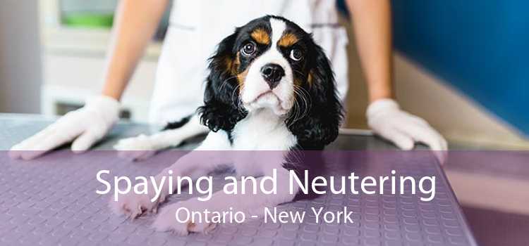 Spaying and Neutering Ontario - New York