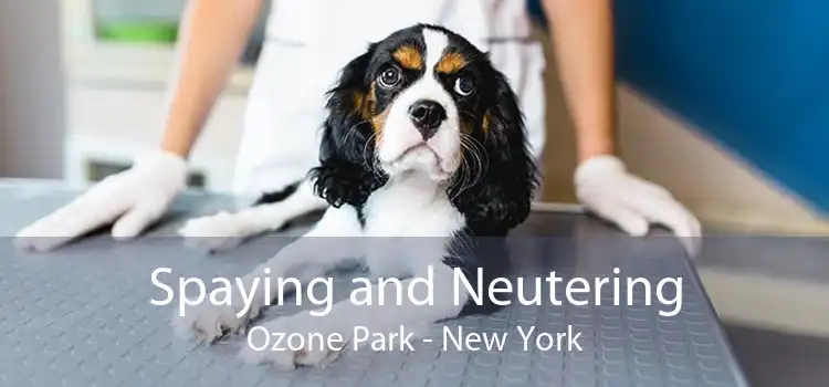 Spaying and Neutering Ozone Park - New York