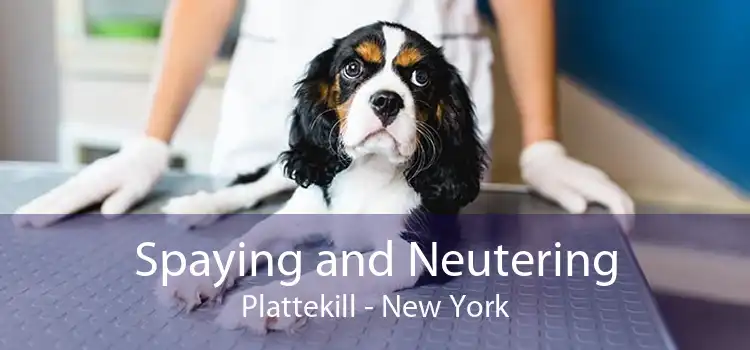 Spaying and Neutering Plattekill - New York