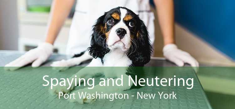 Spaying and Neutering Port Washington - New York