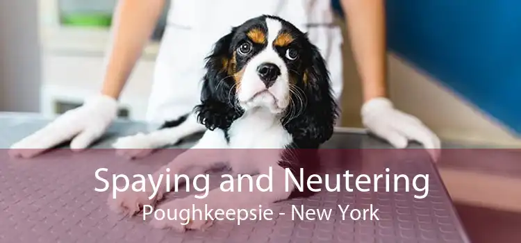 Spaying and Neutering Poughkeepsie - New York