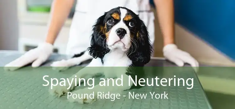 Spaying and Neutering Pound Ridge - New York