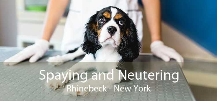 Spaying and Neutering Rhinebeck - New York