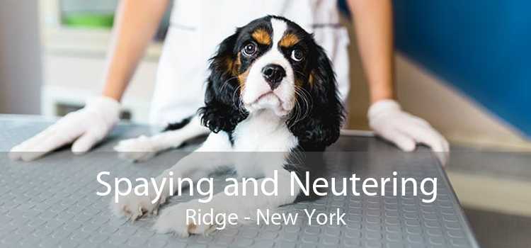 Spaying and Neutering Ridge - New York