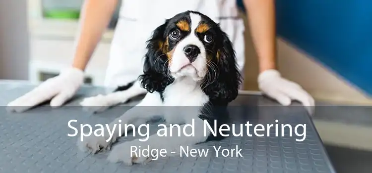 Spaying and Neutering Ridge - New York