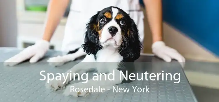 Spaying and Neutering Rosedale - New York