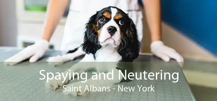 Spaying and Neutering Saint Albans - New York