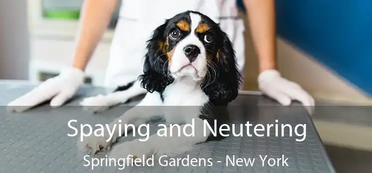 Spaying and Neutering Springfield Gardens - New York