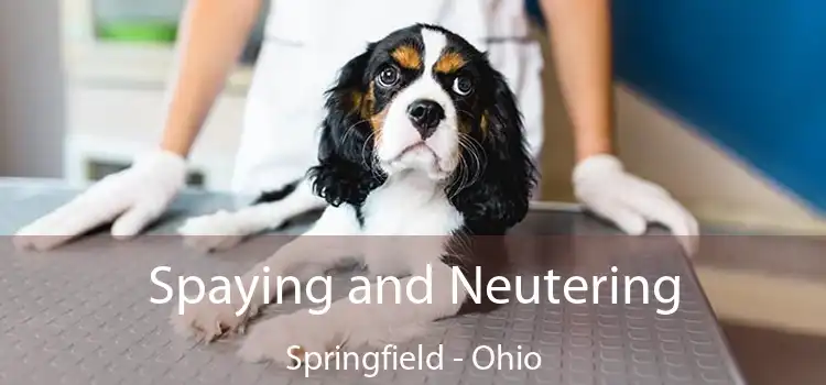 Spaying and Neutering Springfield - Ohio
