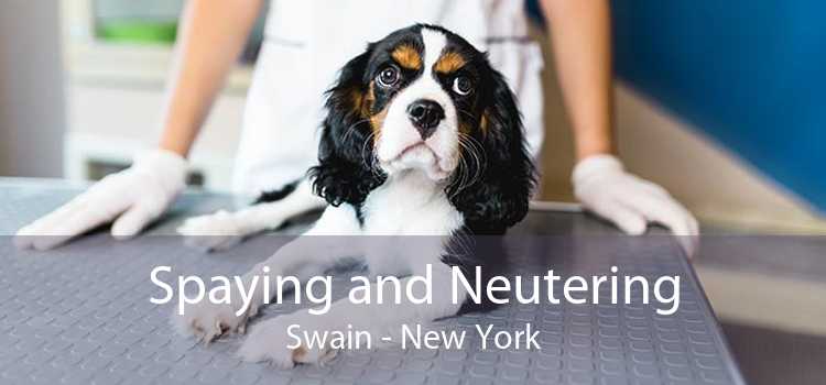 Spaying and Neutering Swain - New York