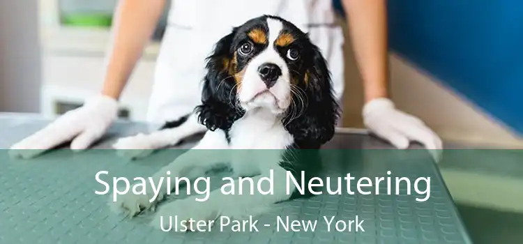 Spaying and Neutering Ulster Park - New York