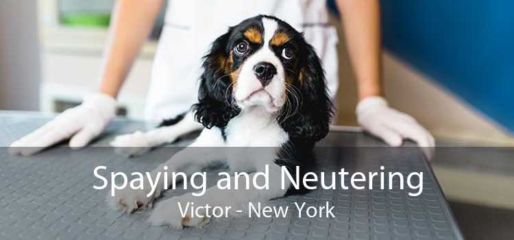 Spaying and Neutering Victor - New York