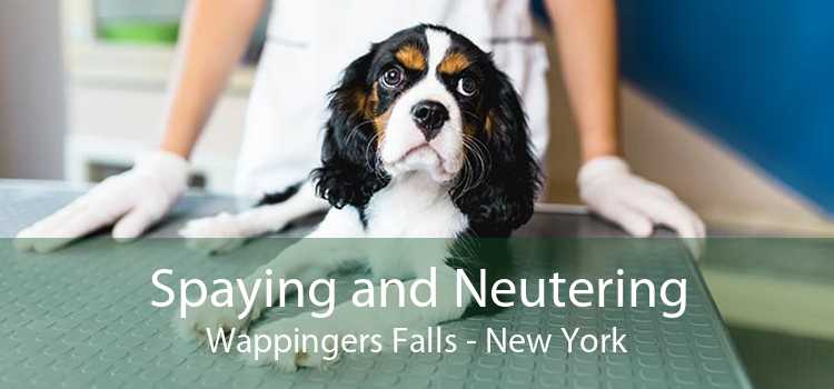 Spaying and Neutering Wappingers Falls - New York