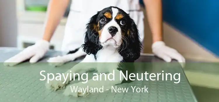 Spaying and Neutering Wayland - New York