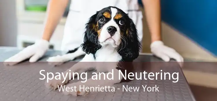 Spaying and Neutering West Henrietta - New York