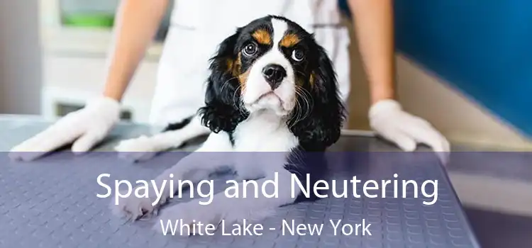 Spaying and Neutering White Lake - New York