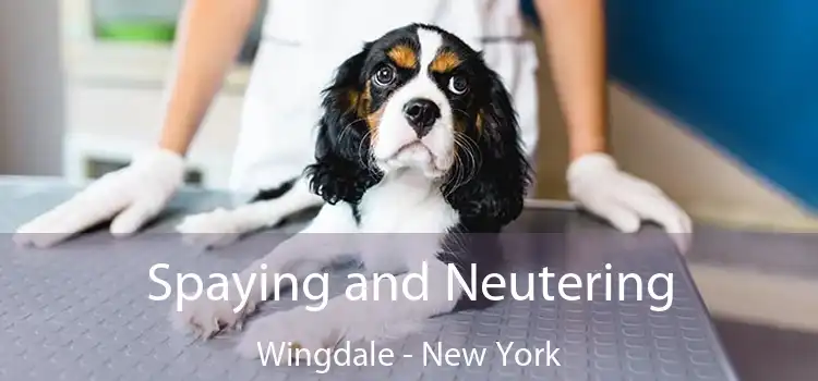 Spaying and Neutering Wingdale - New York